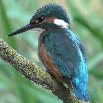 The kingfisher