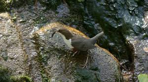 El mirlo acuático y sus presas