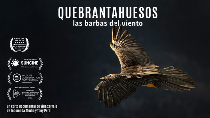 Quebrantahuesos, las barbas del viento