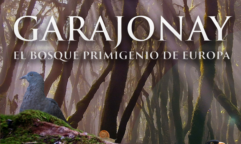 Garajonay, the primeval forest of Europe.
