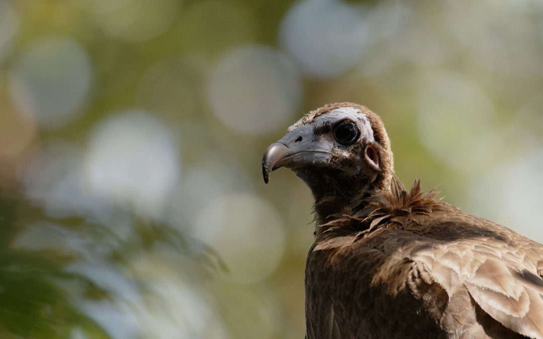 La isla de las madres gigantes